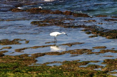 İsrail 'in kuzeyindeki Akdeniz kıyısında. Yaz ve sıcak güneşli bir gün 