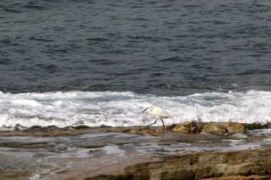 İsrail 'in kuzeyindeki Akdeniz kıyısında. Yaz ve sıcak güneşli bir gün 