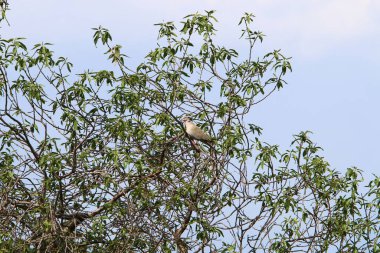 Kuzey İsrail 'deki Akdeniz kıyısındaki bir şehir parkında güvercinler. 