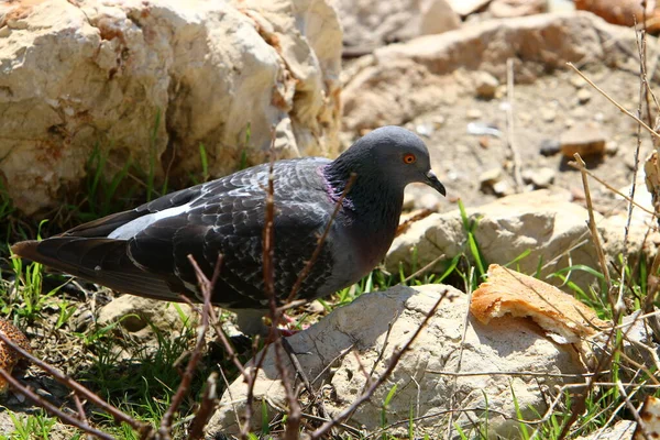 Pigeons Dans Parc Urbain Sur Côte Méditerranéenne Dans Nord Israël — Photo