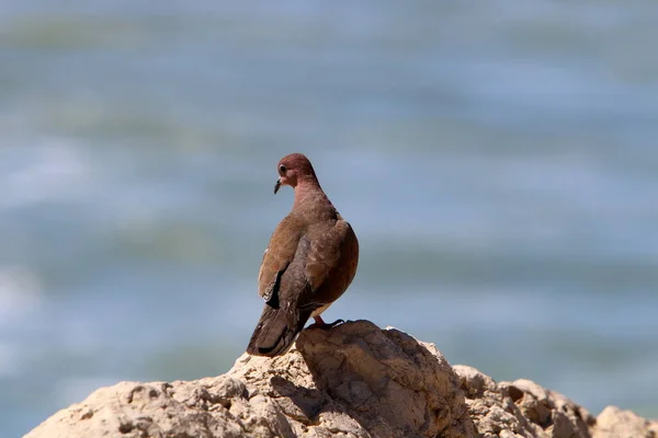 Kuzey Srail Deki Akdeniz Kıyısındaki Bir Şehir Parkında Güvercinler — Stok fotoğraf