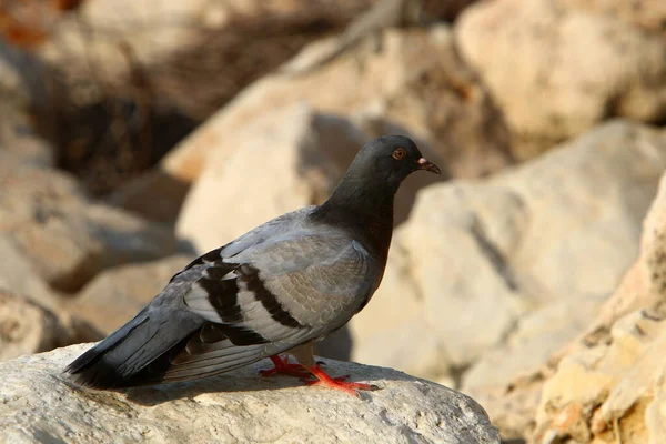 Pigeons Dans Parc Urbain Sur Côte Méditerranéenne Dans Nord Israël — Photo