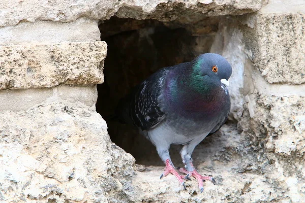 Pigeons City Park Mediterranean Coast Northern Israel — Stock Photo, Image