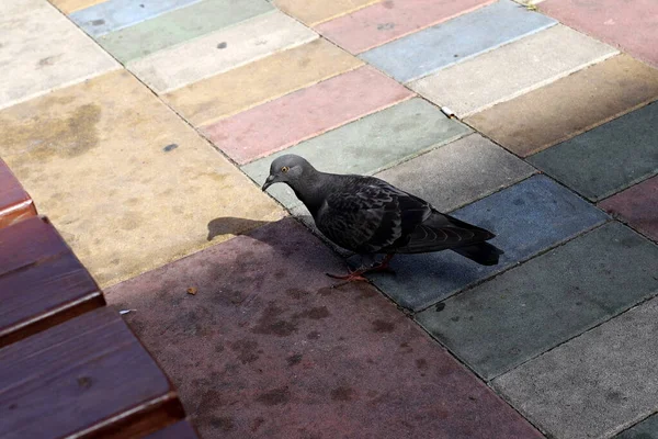 Pigeons City Park Mediterranean Coast Northern Israel — Stock Photo, Image