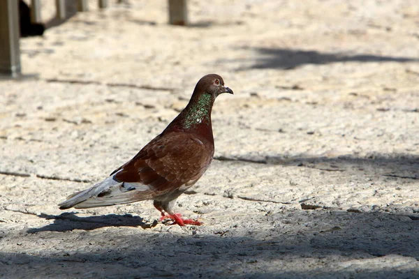 Pigeons Dans Parc Urbain Sur Côte Méditerranéenne Dans Nord Israël — Photo