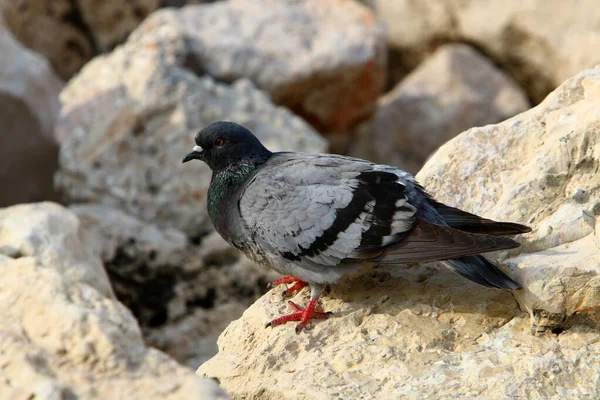 Pigeons Dans Parc Urbain Sur Côte Méditerranéenne Dans Nord Israël — Photo