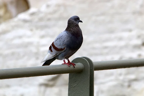 Pigeons City Park Mediterranean Coast Northern Israel — Stock Photo, Image