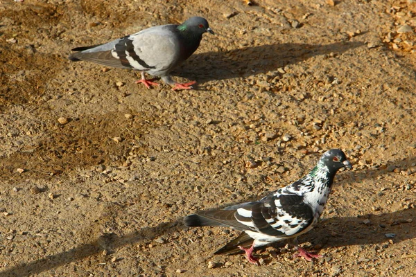 Pigeons Dans Parc Urbain Sur Côte Méditerranéenne Dans Nord Israël — Photo