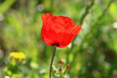 İsrail 'deki bir şehir parkında yeşil çimlerin arka planında parlak şakayık çiçekleri 