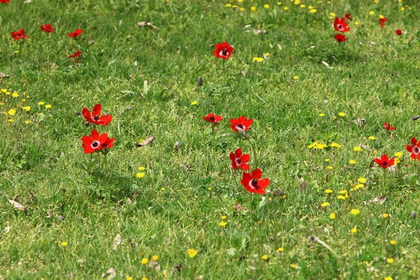 Fleurs Brillantes Anémones Sur Fond Herbe Verte Dans Parc Urbain — Photo