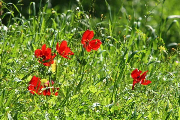 Flores Brillantes Anémonas Sobre Fondo Hierba Verde Parque Ciudad Israel — Foto de Stock