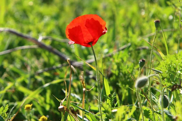 Flores Brillantes Anémonas Sobre Fondo Hierba Verde Parque Ciudad Israel — Foto de Stock