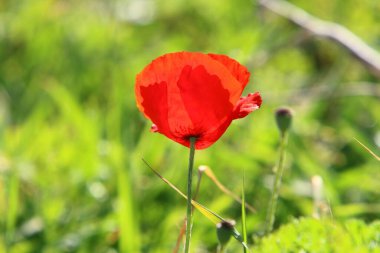 İsrail 'deki bir şehir parkında yeşil çimlerin arka planında parlak şakayık çiçekleri 