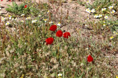 İsrail 'deki bir şehir parkında yeşil çimlerin arka planında parlak şakayık çiçekleri 