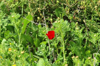 İsrail 'deki bir şehir parkında yeşil çimlerin arka planında parlak şakayık çiçekleri 