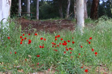 İsrail 'deki bir şehir parkında yeşil çimlerin arka planında parlak şakayık çiçekleri 