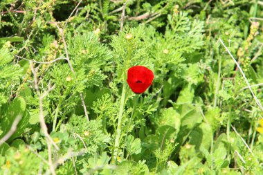 İsrail 'deki bir şehir parkında yeşil çimlerin arka planında parlak şakayık çiçekleri 