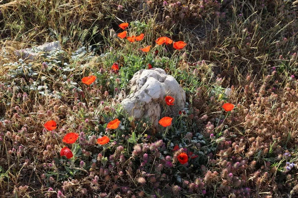 Bright Flowers Anemones Background Green Grass City Park Israel — Stock Photo, Image