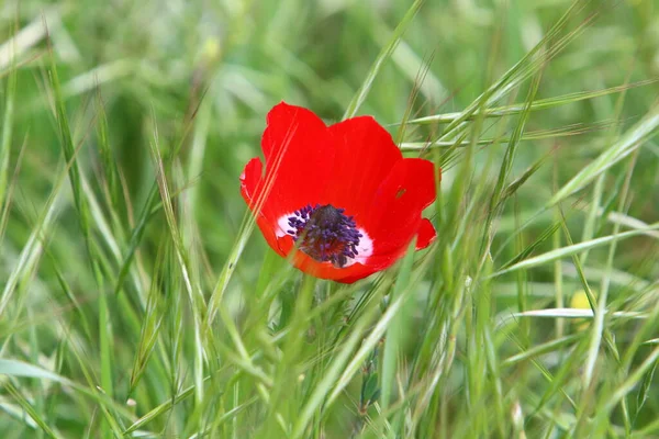 Flores Brillantes Anémonas Sobre Fondo Hierba Verde Parque Ciudad Israel — Foto de Stock