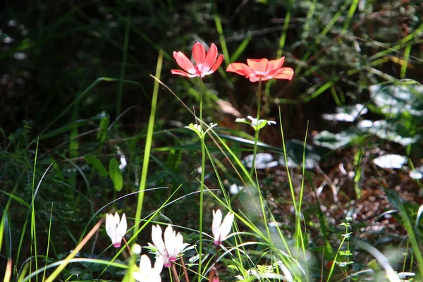 Bright Flowers Anemones Background Green Grass City Park Israel — Stock Photo, Image