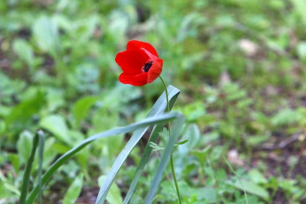 Ljusa Blommor Anemoner Bakgrund Grönt Gräs Stadspark Israel — Stockfoto