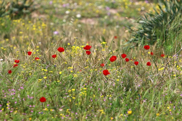 Ljusa Blommor Anemoner Bakgrund Grönt Gräs Stadspark Israel — Stockfoto