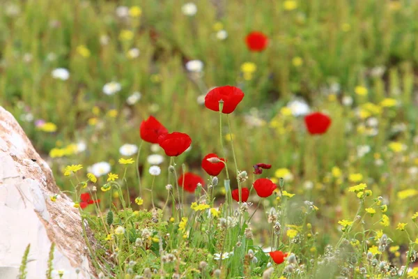 Flores Brillantes Anémonas Sobre Fondo Hierba Verde Parque Ciudad Israel — Foto de Stock