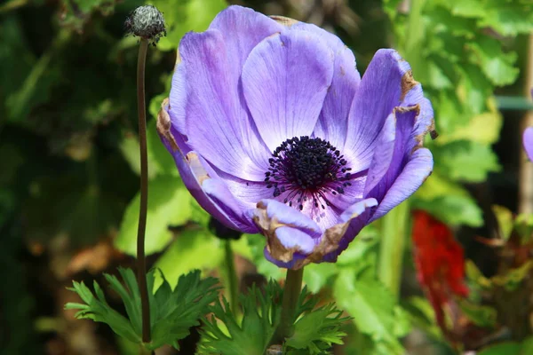 Flores Brillantes Anémonas Sobre Fondo Hierba Verde Parque Ciudad Israel — Foto de Stock