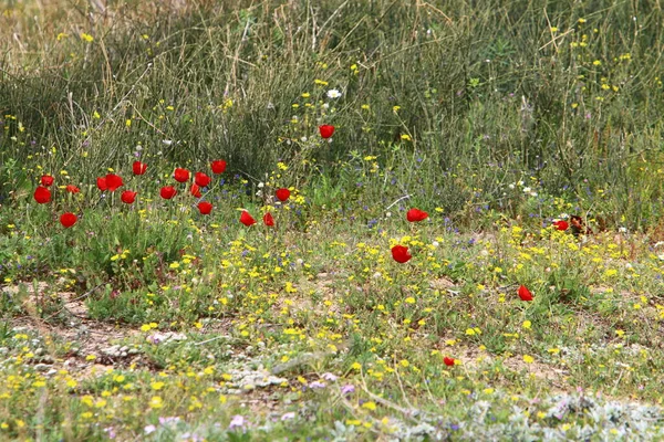 Flores Brillantes Anémonas Sobre Fondo Hierba Verde Parque Ciudad Israel — Foto de Stock