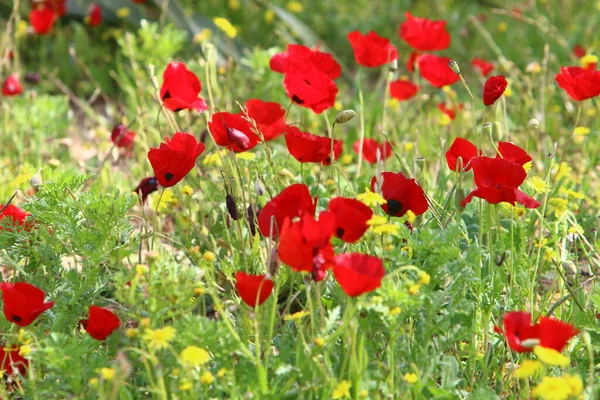 Flores Brillantes Anémonas Sobre Fondo Hierba Verde Parque Ciudad Israel — Foto de Stock