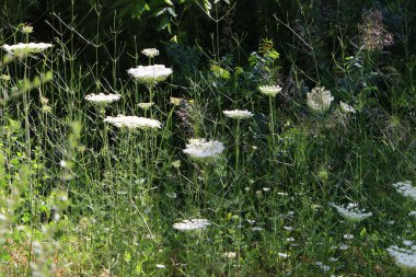 Bir şemsiye bitkisi, vahşi havuç ormandaki bir açıklıkta çiçek açar. İsrail 'de sıcak yaz. 