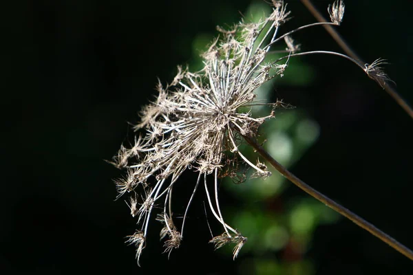 Een Paraplu Kruidachtige Plant Wilde Wortel Bloeit Een Bos Glade — Stockfoto