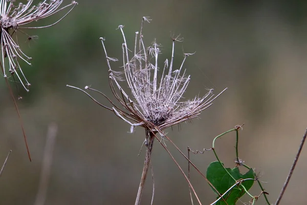 Eine Krautige Regenschirmpflanze Wilde Möhren Blühen Auf Einer Waldlichtung Heißer — Stockfoto