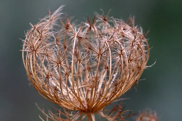 Eine Krautige Regenschirmpflanze Wilde Möhren Blühen Auf Einer Waldlichtung Heißer — Stockfoto