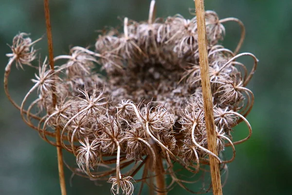 Eine Krautige Regenschirmpflanze Wilde Möhren Blühen Auf Einer Waldlichtung Heißer — Stockfoto
