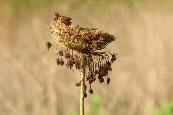 Een Paraplu Kruidachtige Plant Wilde Wortel Bloeit Een Bos Glade — Stockfoto