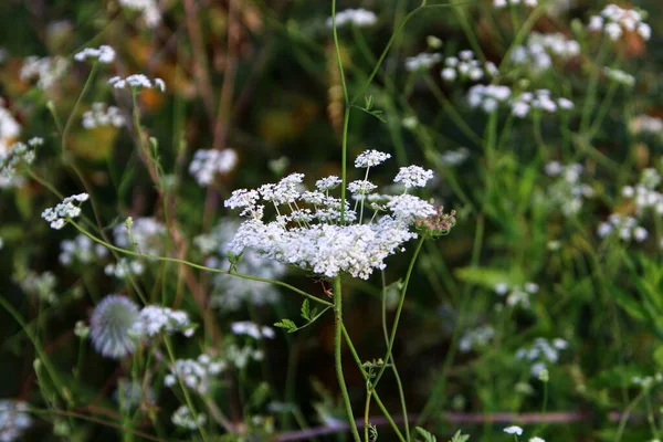 Una Planta Herbácea Paraguas Zanahoria Silvestre Florece Claro Del Bosque — Foto de Stock