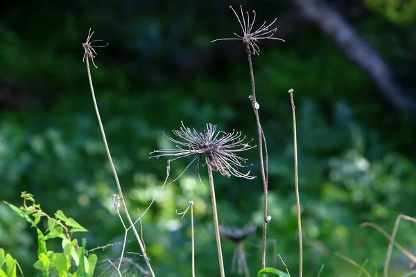 Una Planta Herbácea Paraguas Zanahoria Silvestre Florece Claro Del Bosque —  Fotos de Stock