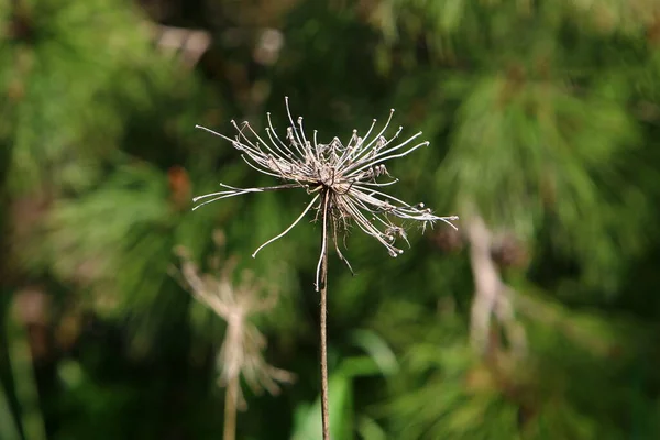 Una Planta Herbácea Paraguas Zanahoria Silvestre Florece Claro Del Bosque — Foto de Stock