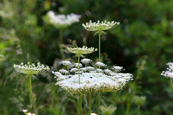 Una Planta Herbácea Paraguas Zanahoria Silvestre Florece Claro Del Bosque — Foto de Stock