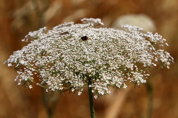 Una Planta Herbácea Paraguas Zanahoria Silvestre Florece Claro Del Bosque — Foto de Stock