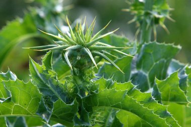 Kuzey İsrail 'deki bir ormanda devedikeni çalılığı. Süt devedikeni kapat. 