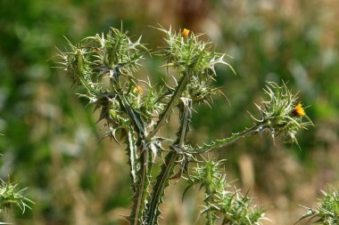 Kuzey İsrail 'deki bir ormanda devedikeni çalılığı. Süt devedikeni kapat. 