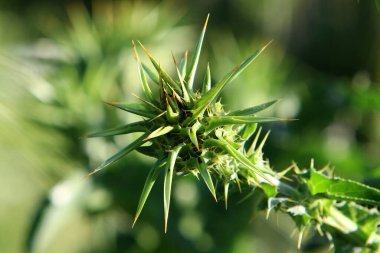Kuzey İsrail 'deki bir ormanda devedikeni çalılığı. Süt devedikeni kapat. 