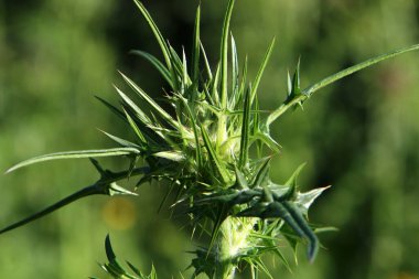 Kuzey İsrail 'deki bir ormanda devedikeni çalılığı. Süt devedikeni kapat. 