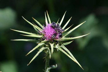 Kuzey İsrail 'deki bir ormanda devedikeni çalılığı. Süt devedikeni kapat. 