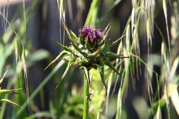 Thistle Matorrales Claro Bosque Norte Israel Cardo Mariano Cerca — Foto de Stock