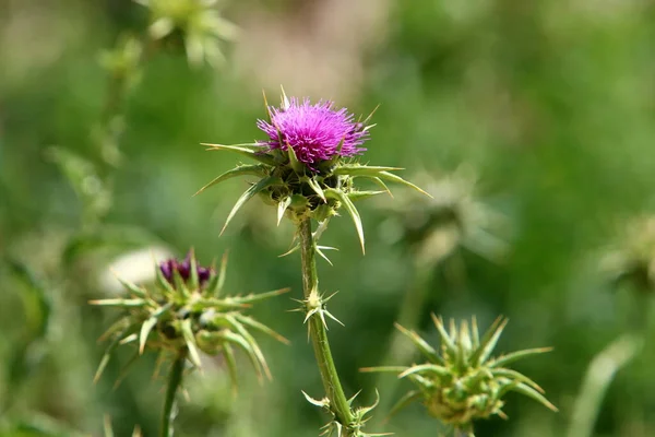 Thistle Fourrés Dans Une Clairière Dans Nord Israël Chardon Marie — Photo