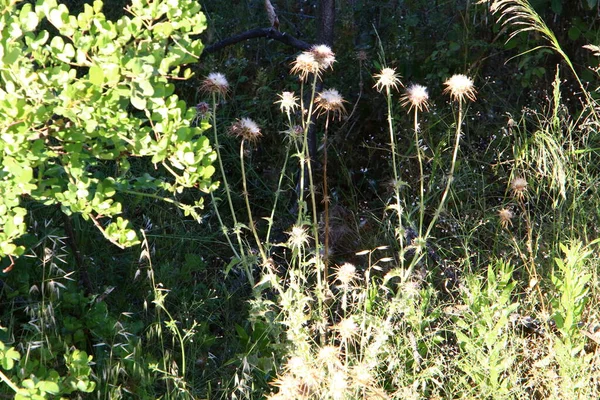Thistle Thickets Forest Clearing Northern Israel Milk Thistle Close — Stock Photo, Image
