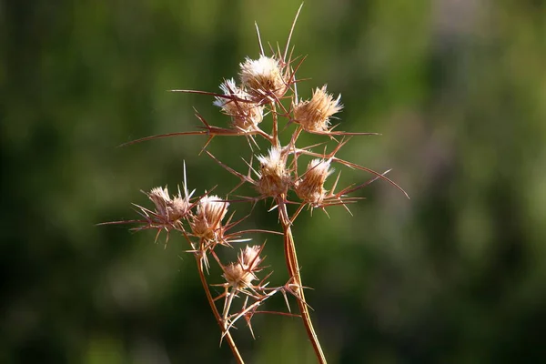 Thistle Matorrales Claro Bosque Norte Israel Cardo Mariano Cerca — Foto de Stock